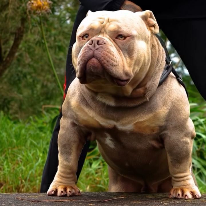 English Bulldog American Bulldog Exotic Exotic English Bulldog